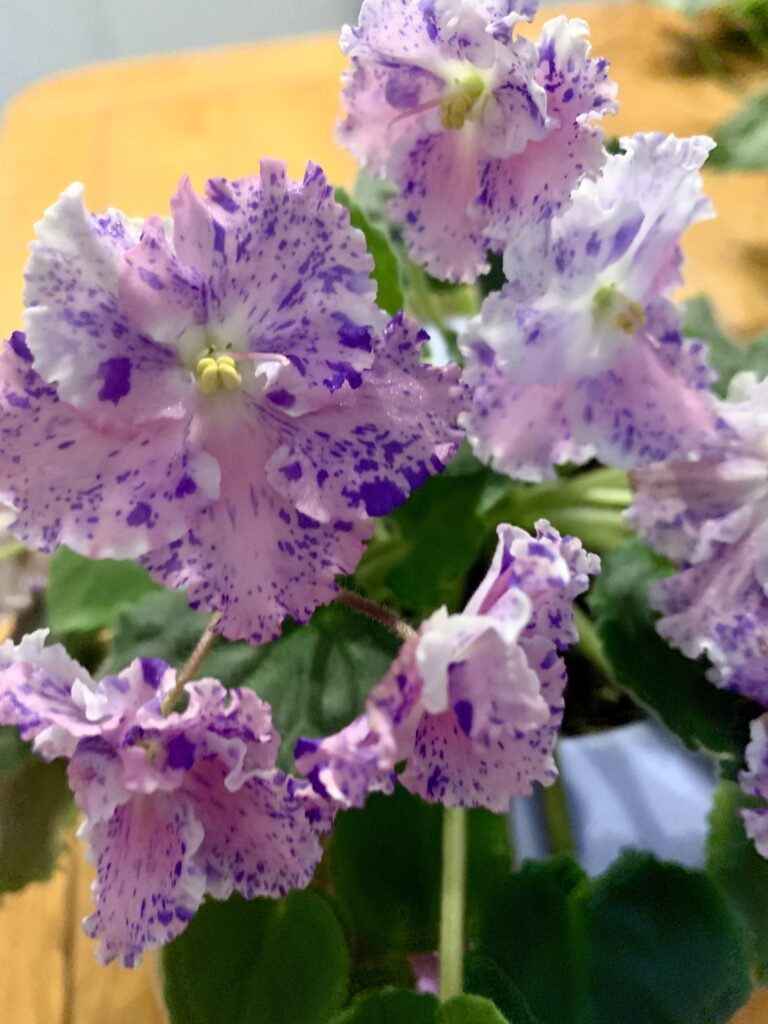 Amour Elite African Violet