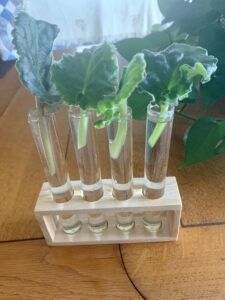 Propagating African Violet leaves in water
