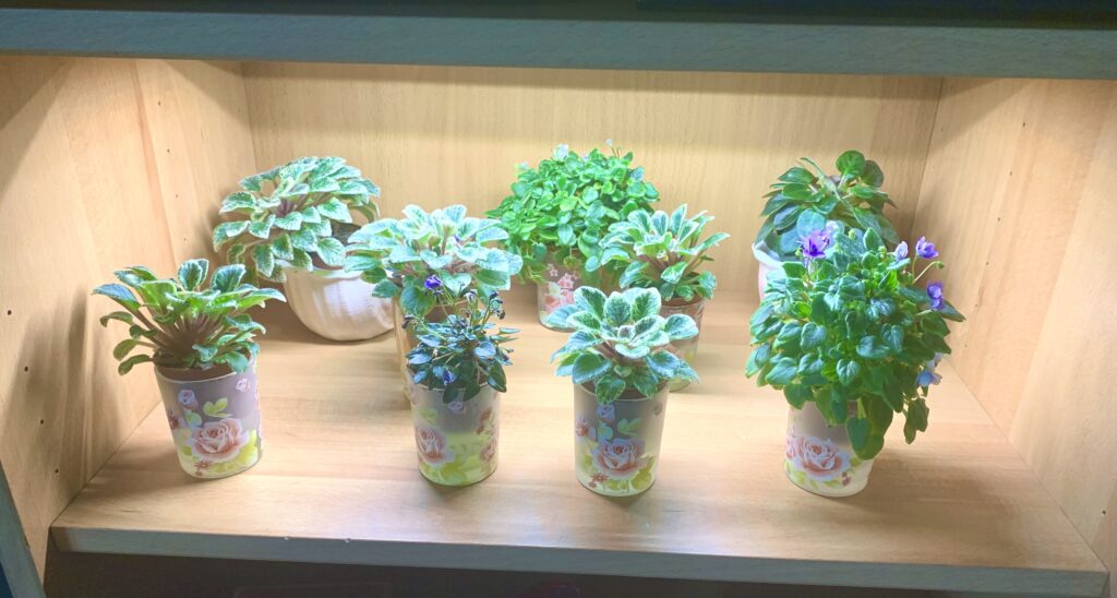 Grow light on my miniatures