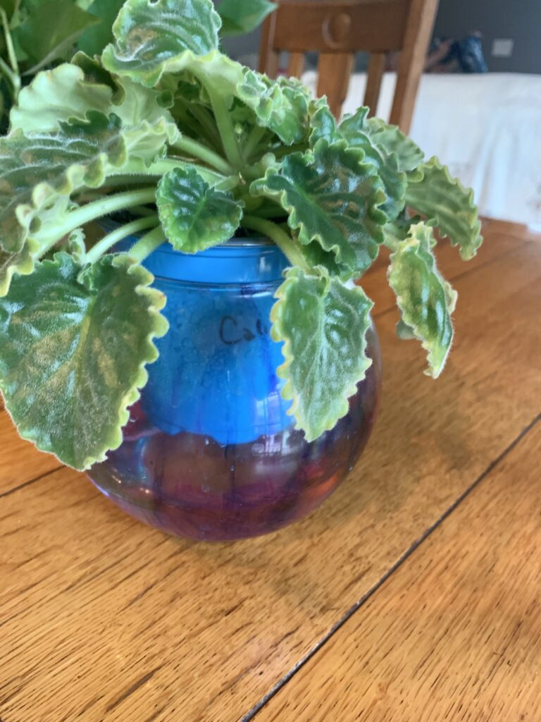 African violets