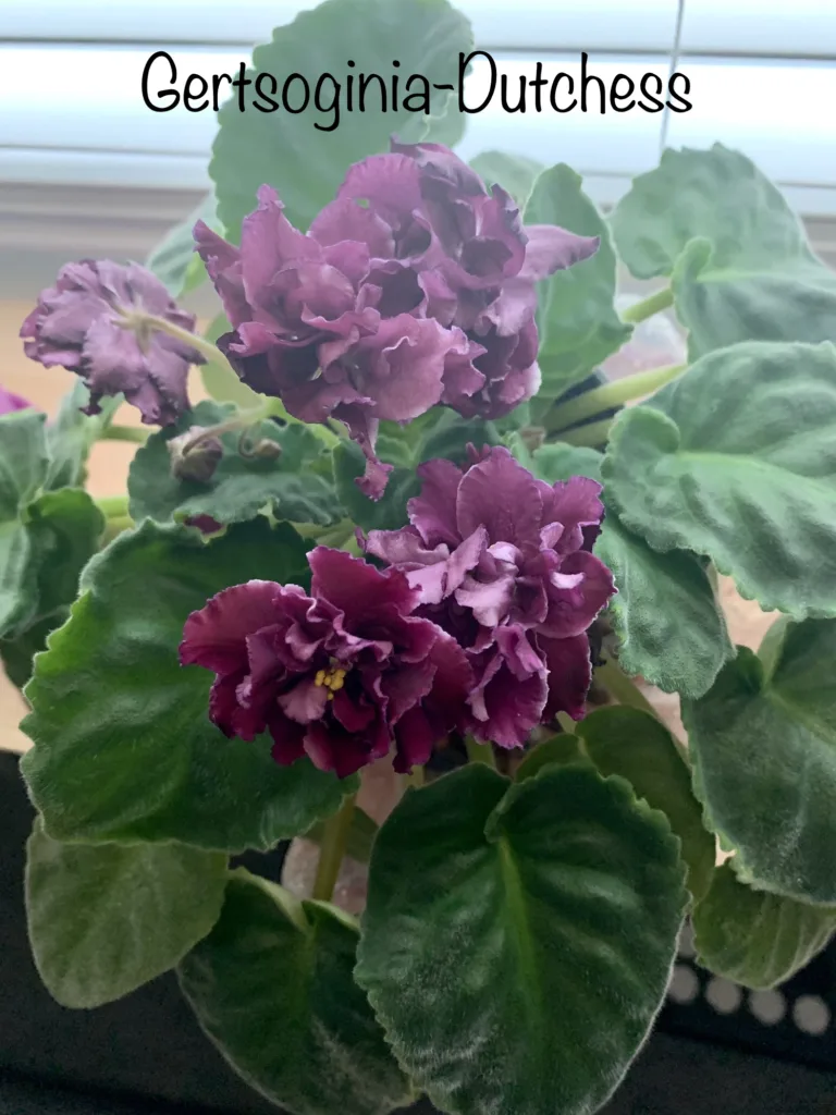 Duchess African Violet