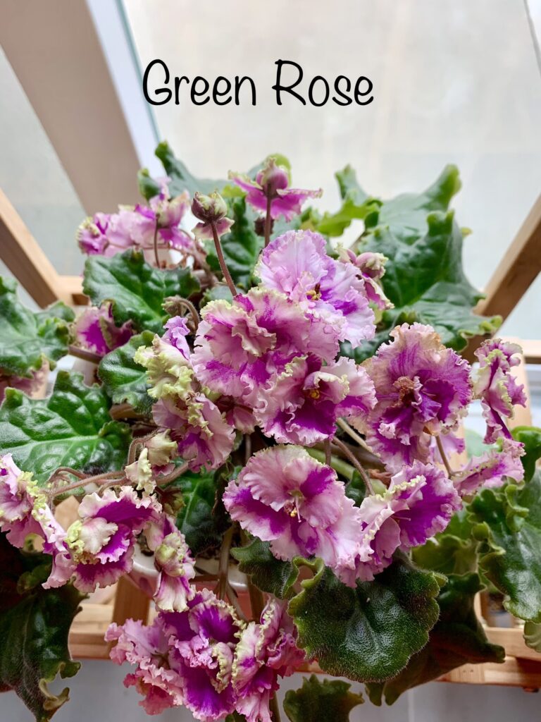 African violet