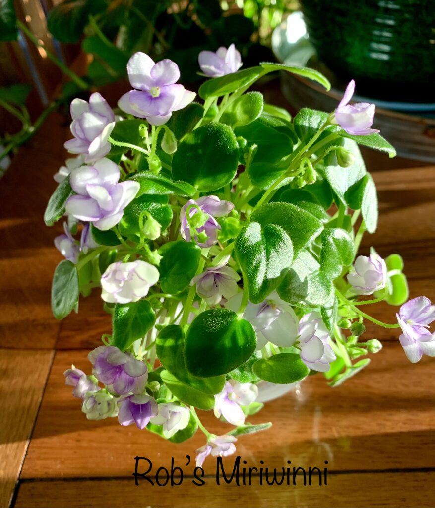 Miniature African Violet