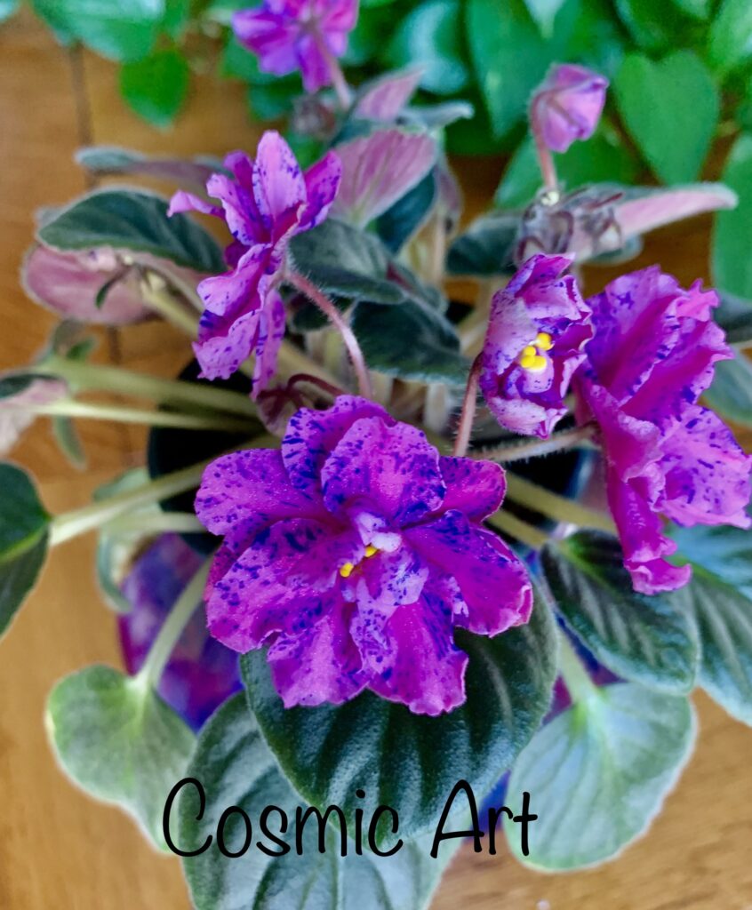 African Violet