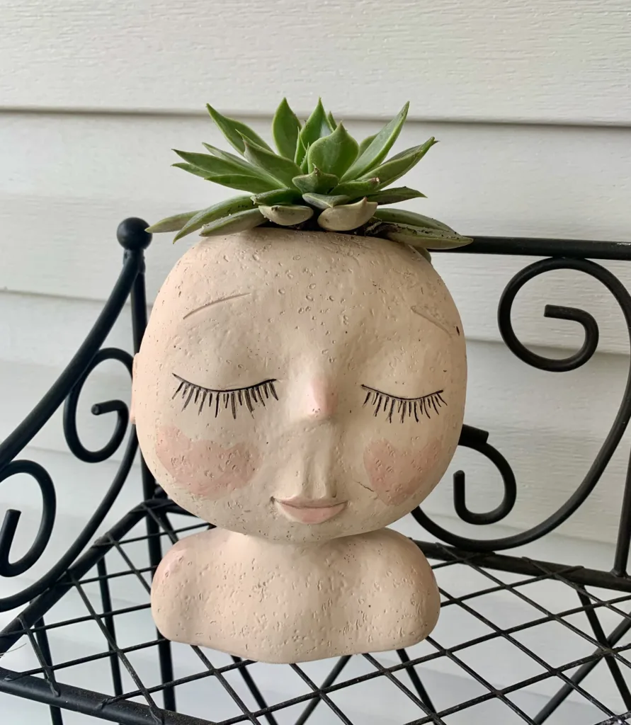 Succulent