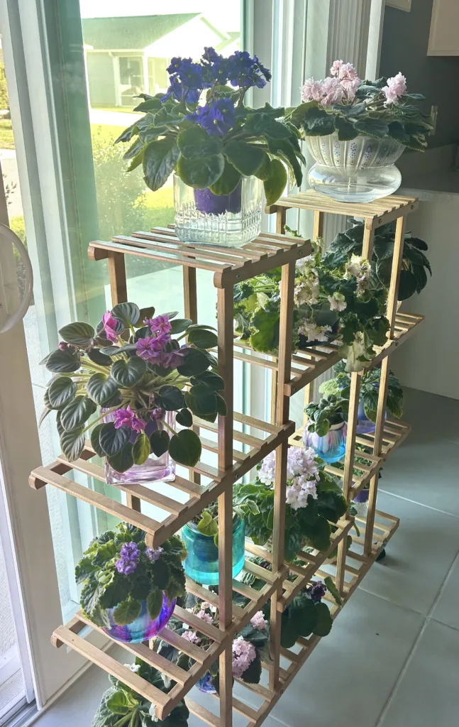 do african violets bloom all year