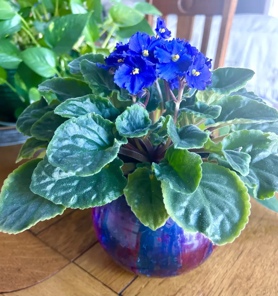 Water-Wicking African Violet Pot