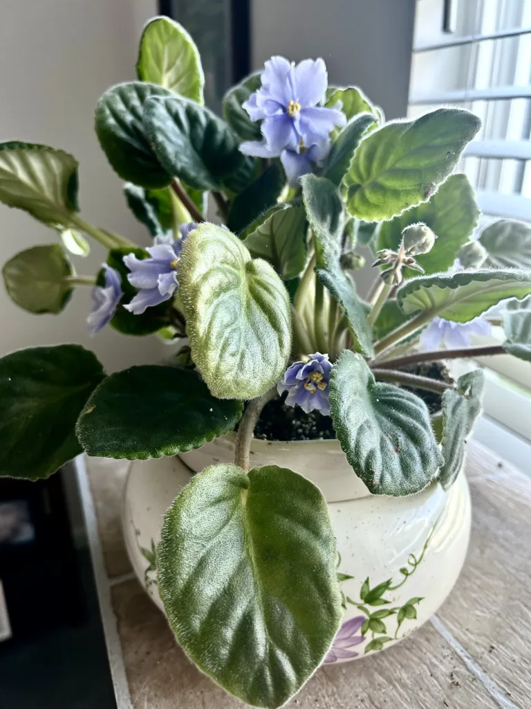 African Violets