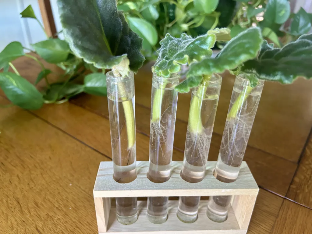 African Violet leaf propagation in water