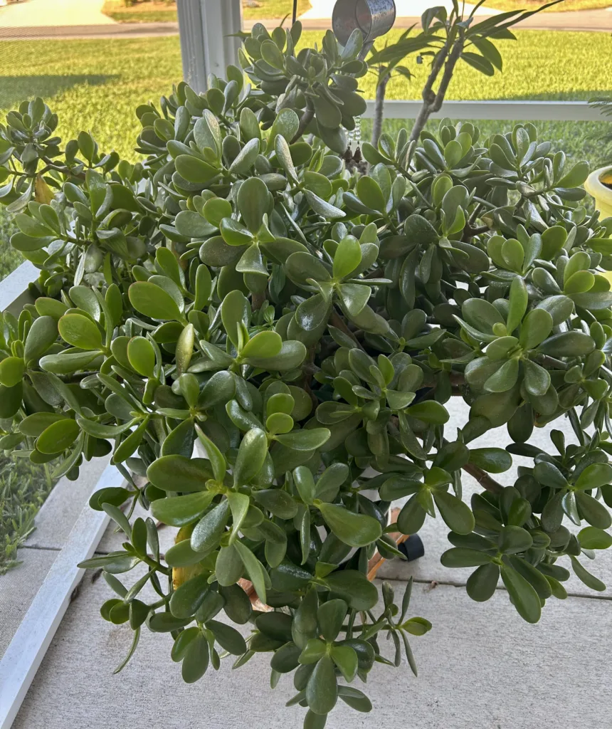 how to propagate Jade plant