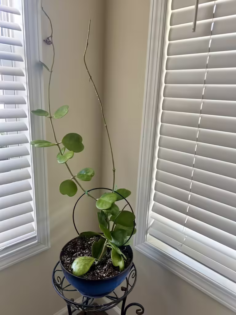 Hoya Heart Succulent Care