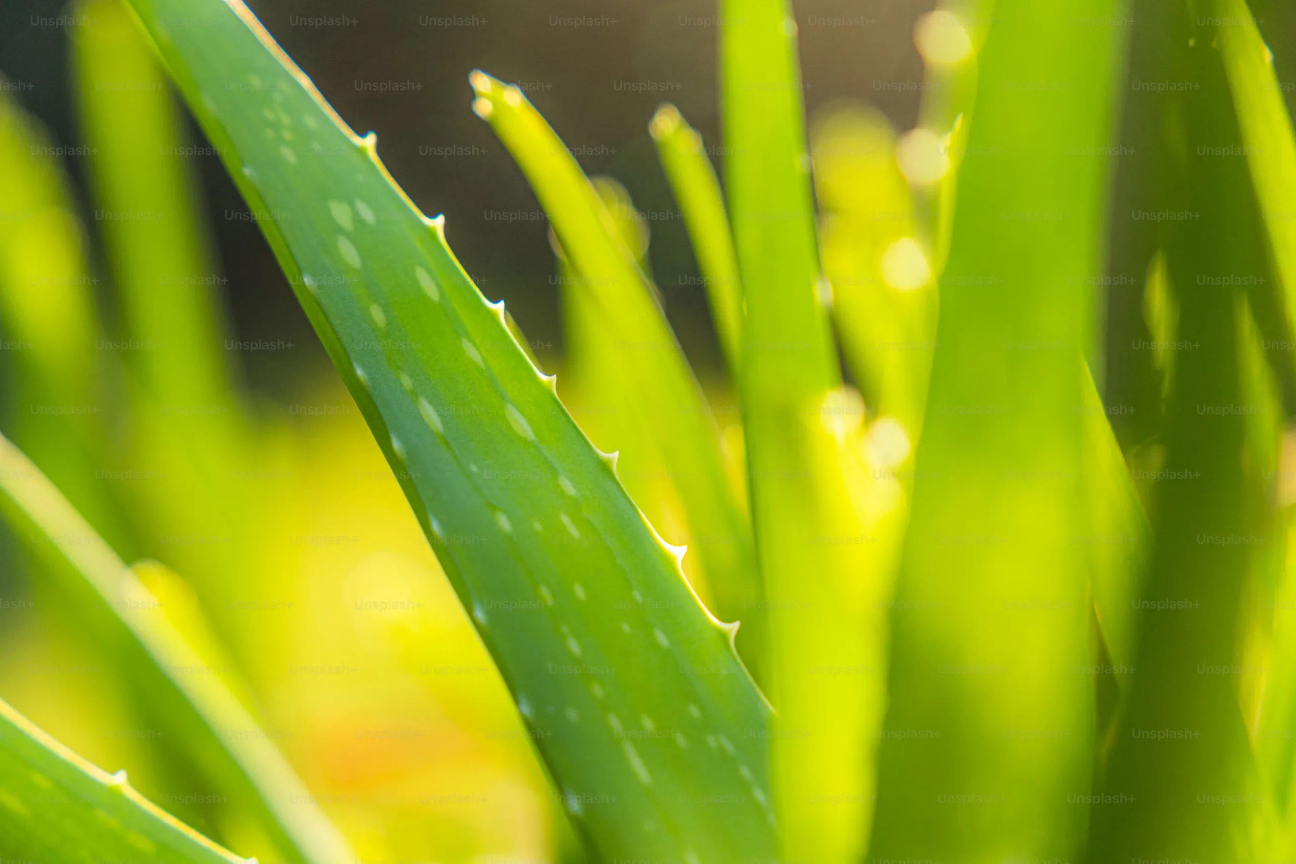 how to care for aloe vera plant