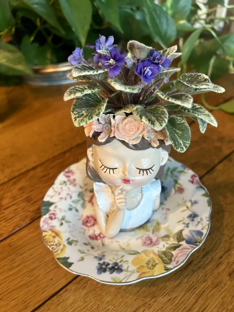 Miniature African Violet