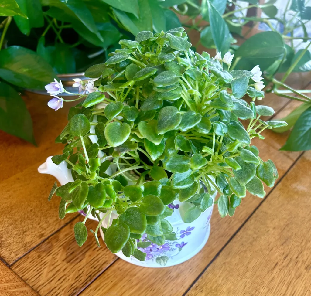 Trailing African Violet