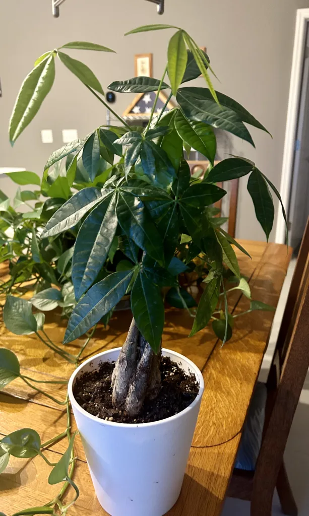 Money Tree