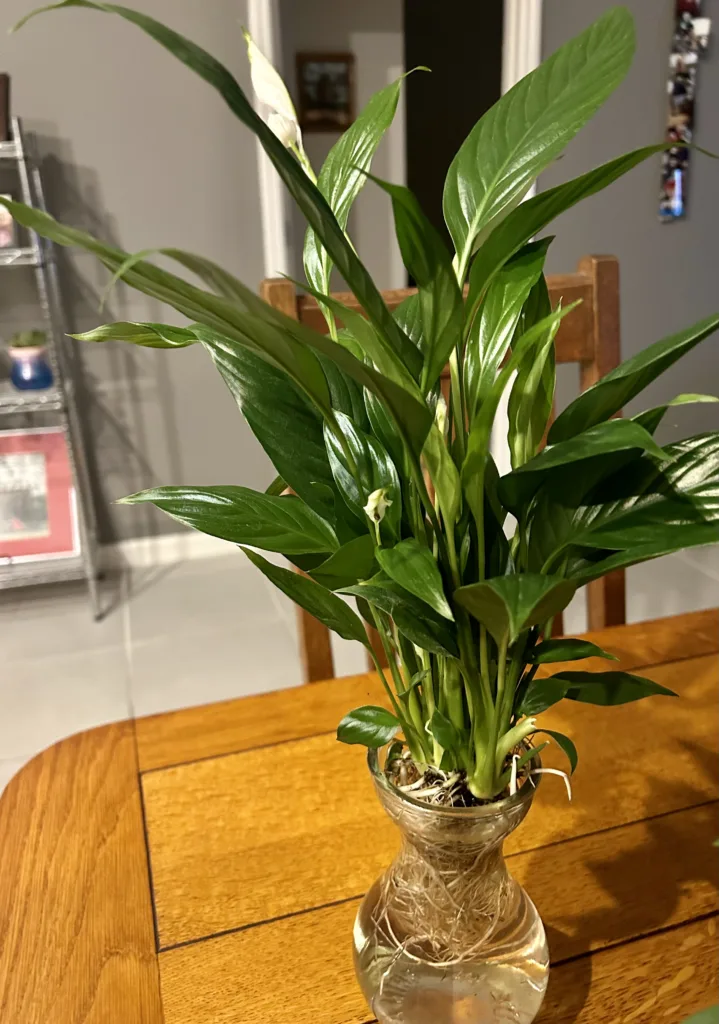 Peace Lily