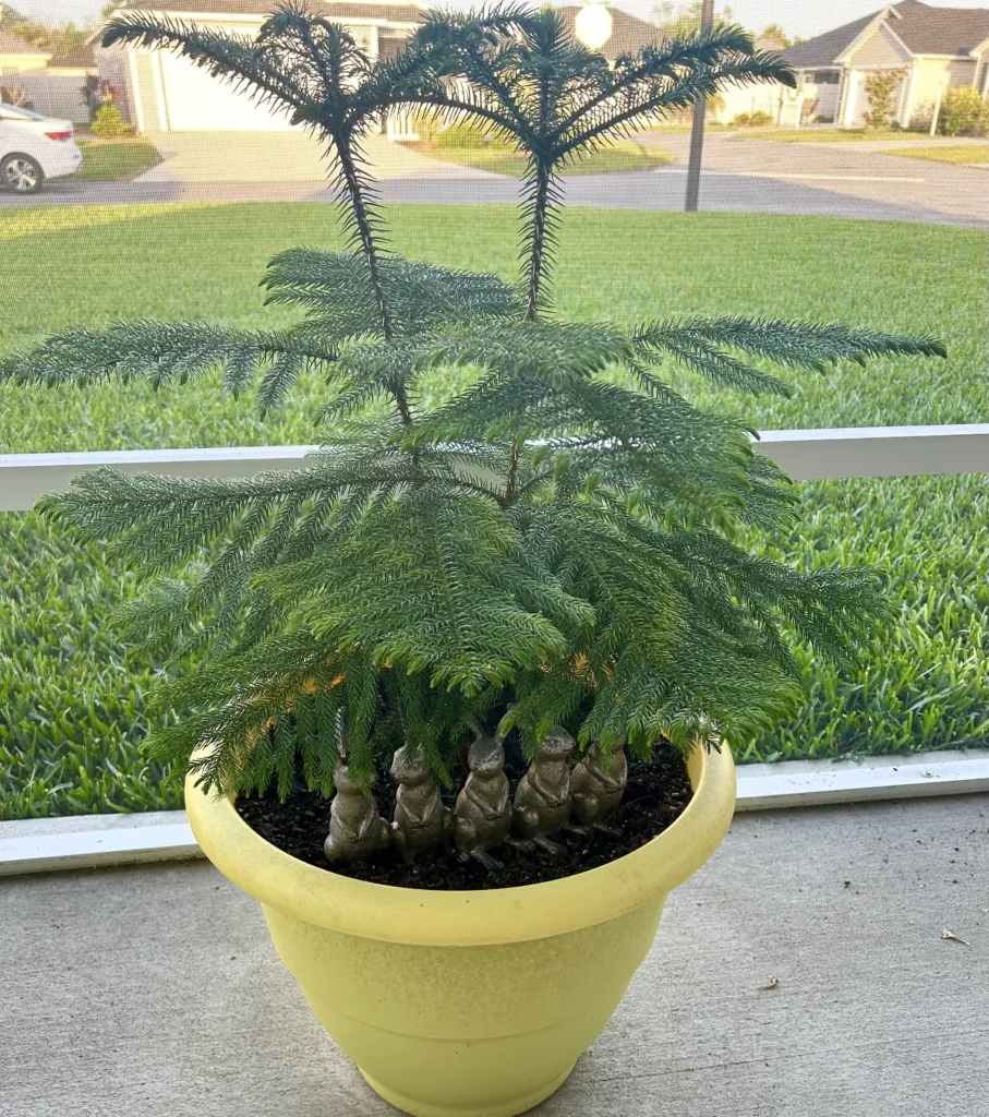 Norfolk Pine