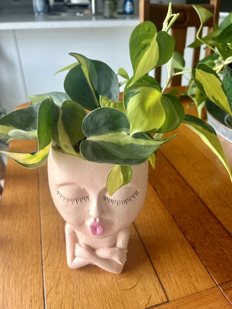 Philodendron