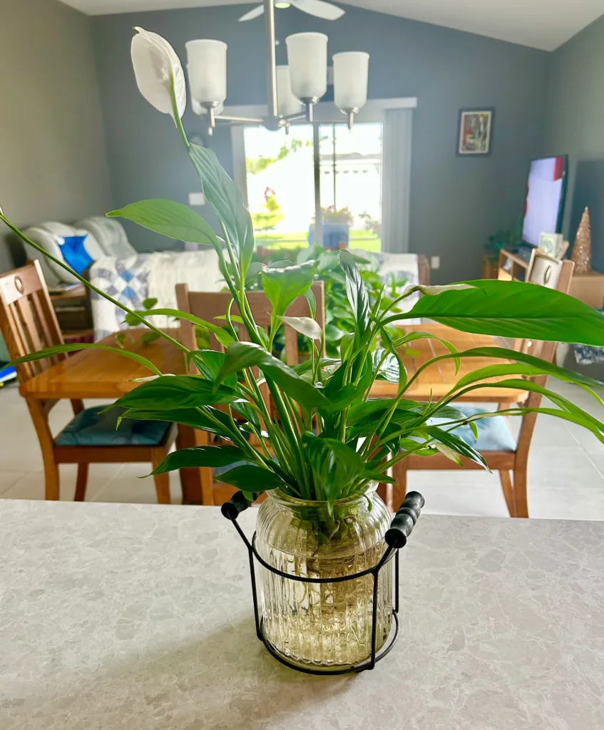 Peace Lily