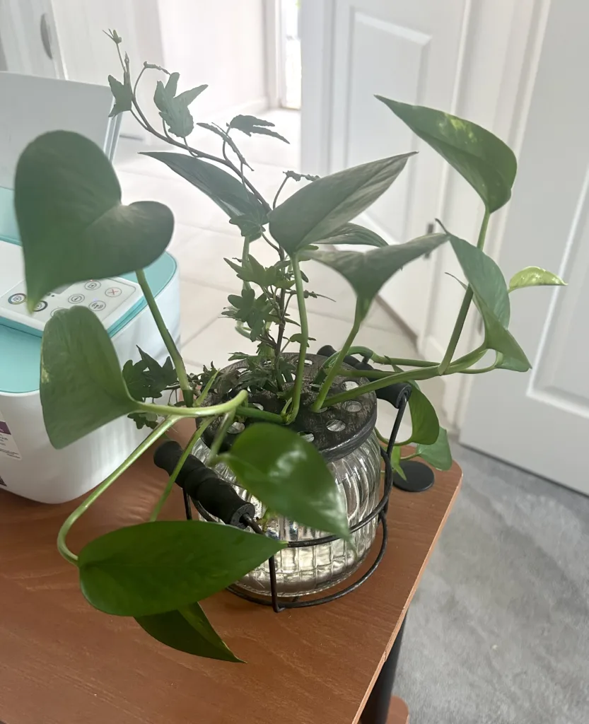 Pothos in water
