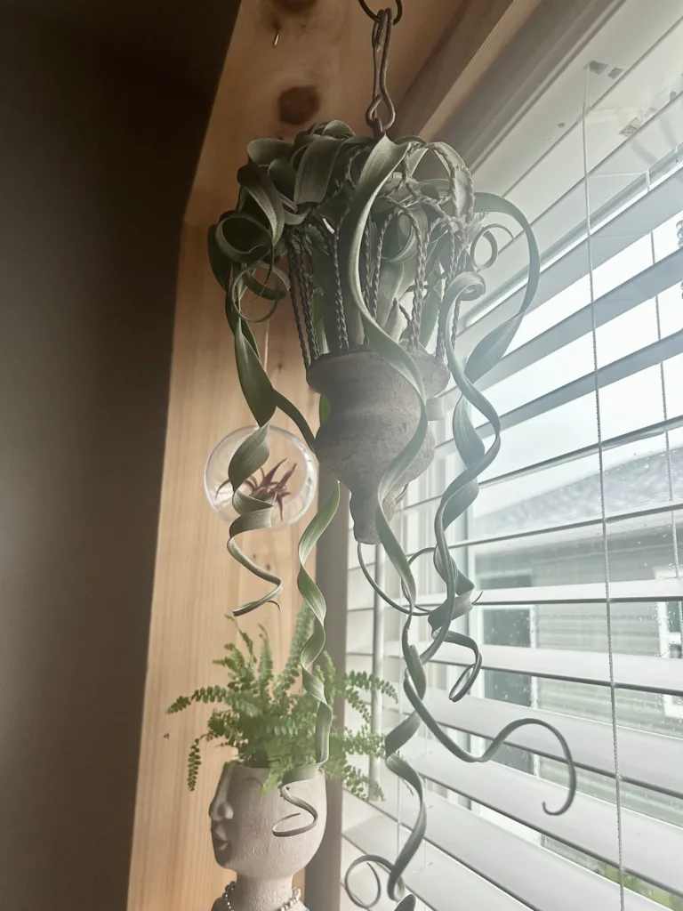 Large air plant