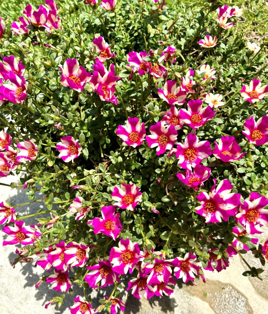 Portulaca