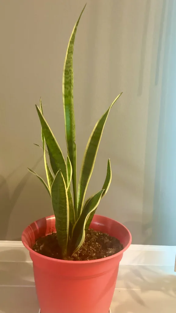 Snake Plant