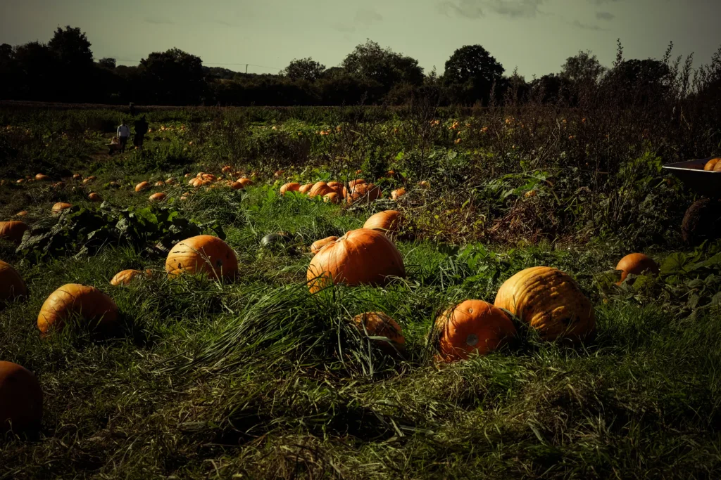 How To Grow Pumpkins