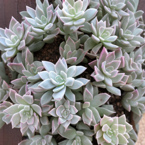 Ghost Plant Succulent