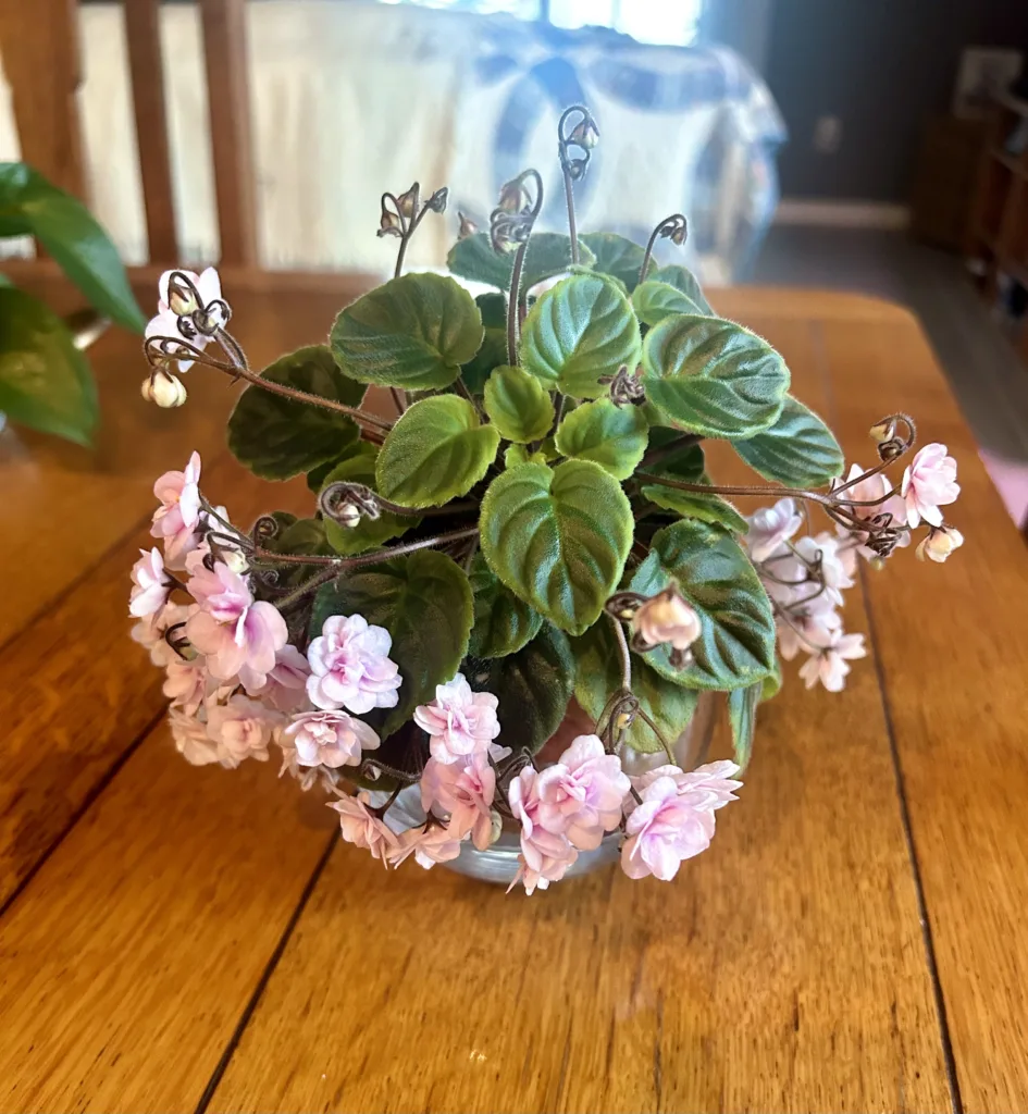 Rob's Vanilla Trail - trailing african violet