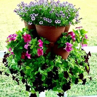 how to save petunia seeds