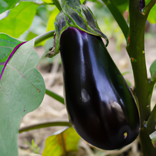 eggplant
