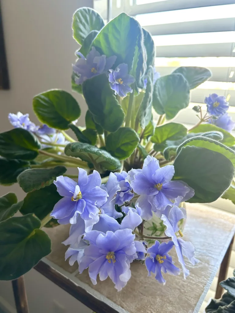 African Violet