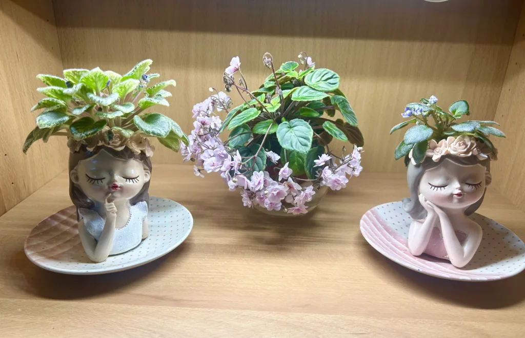African Violet grow light