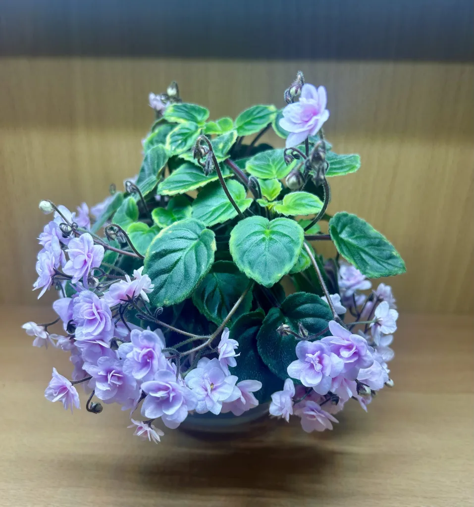 african violet light requirements