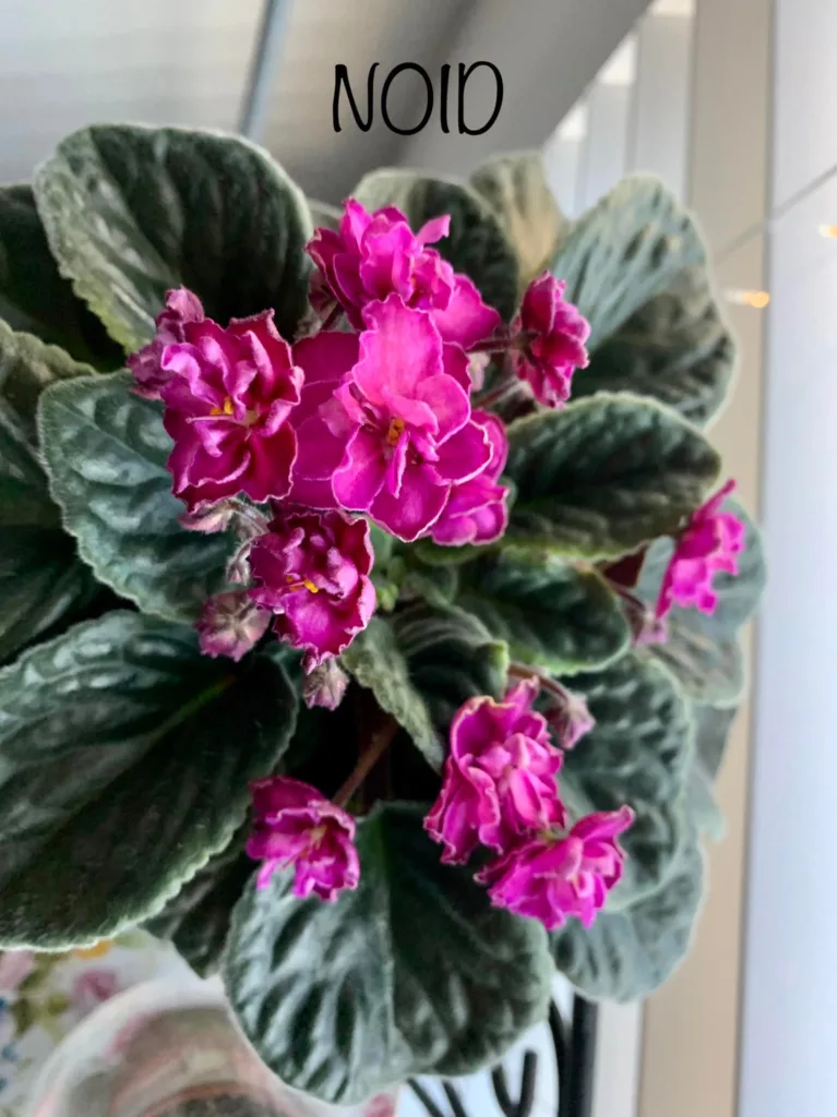African Violet