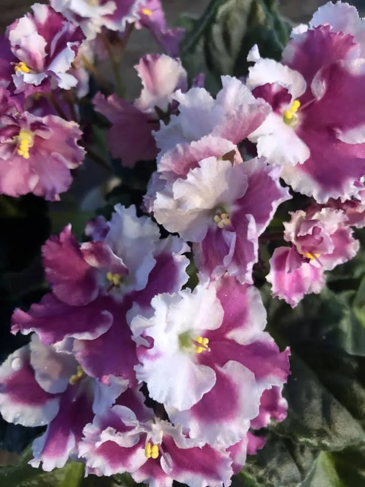 African Violet