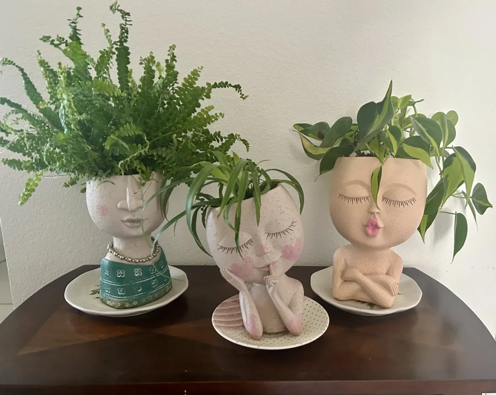 Plant Head Plants