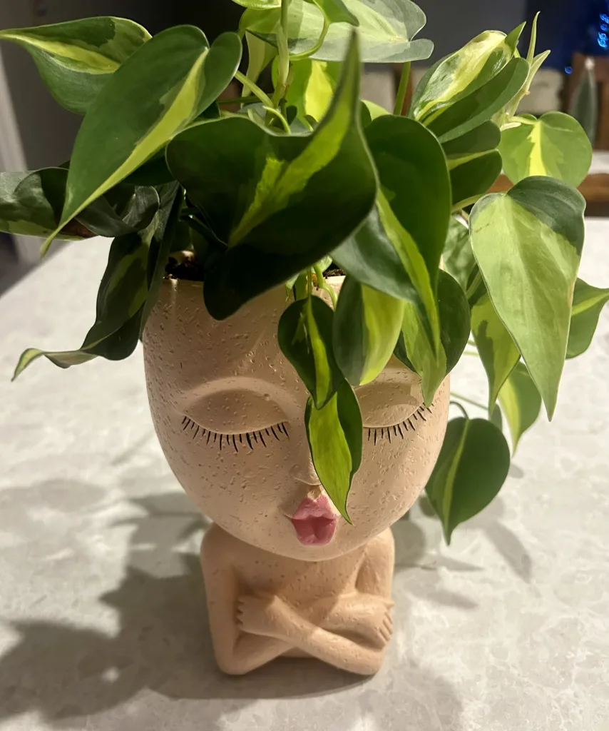 How does a pothos grow