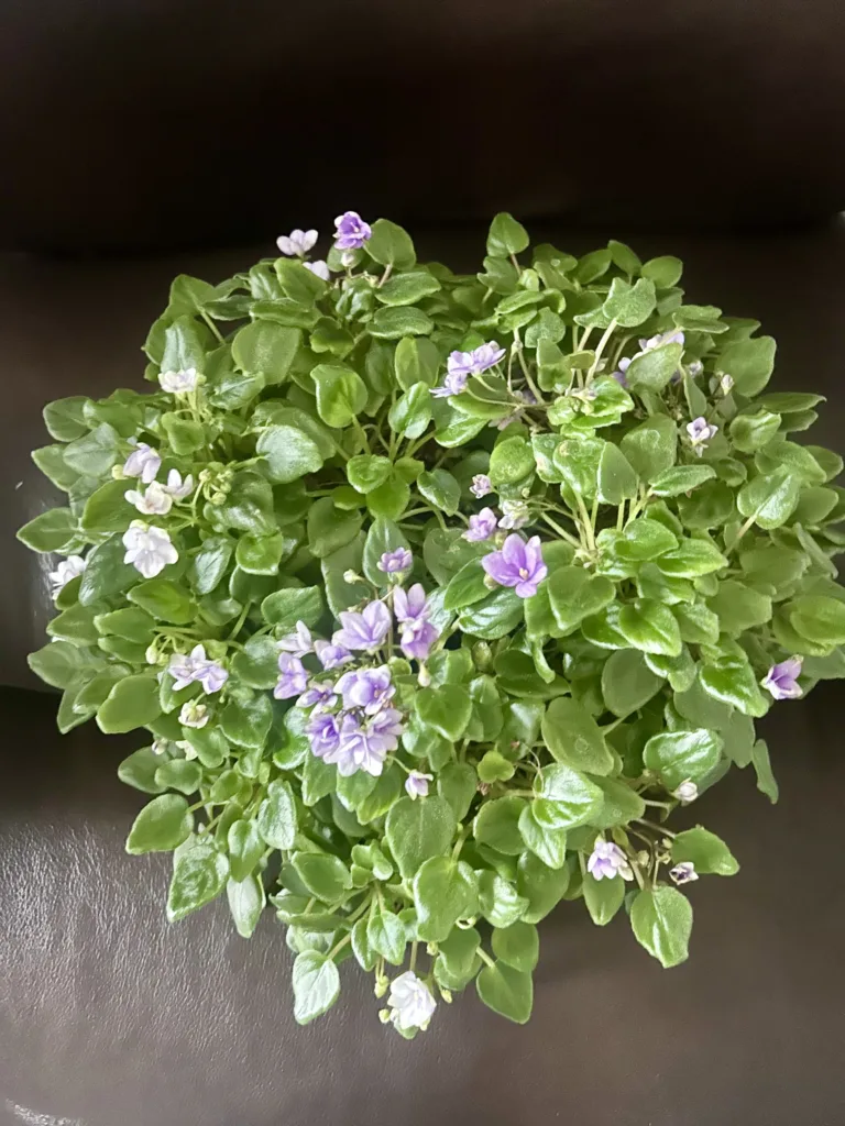 How to grow an African Violet in a Terra Cotta Pot