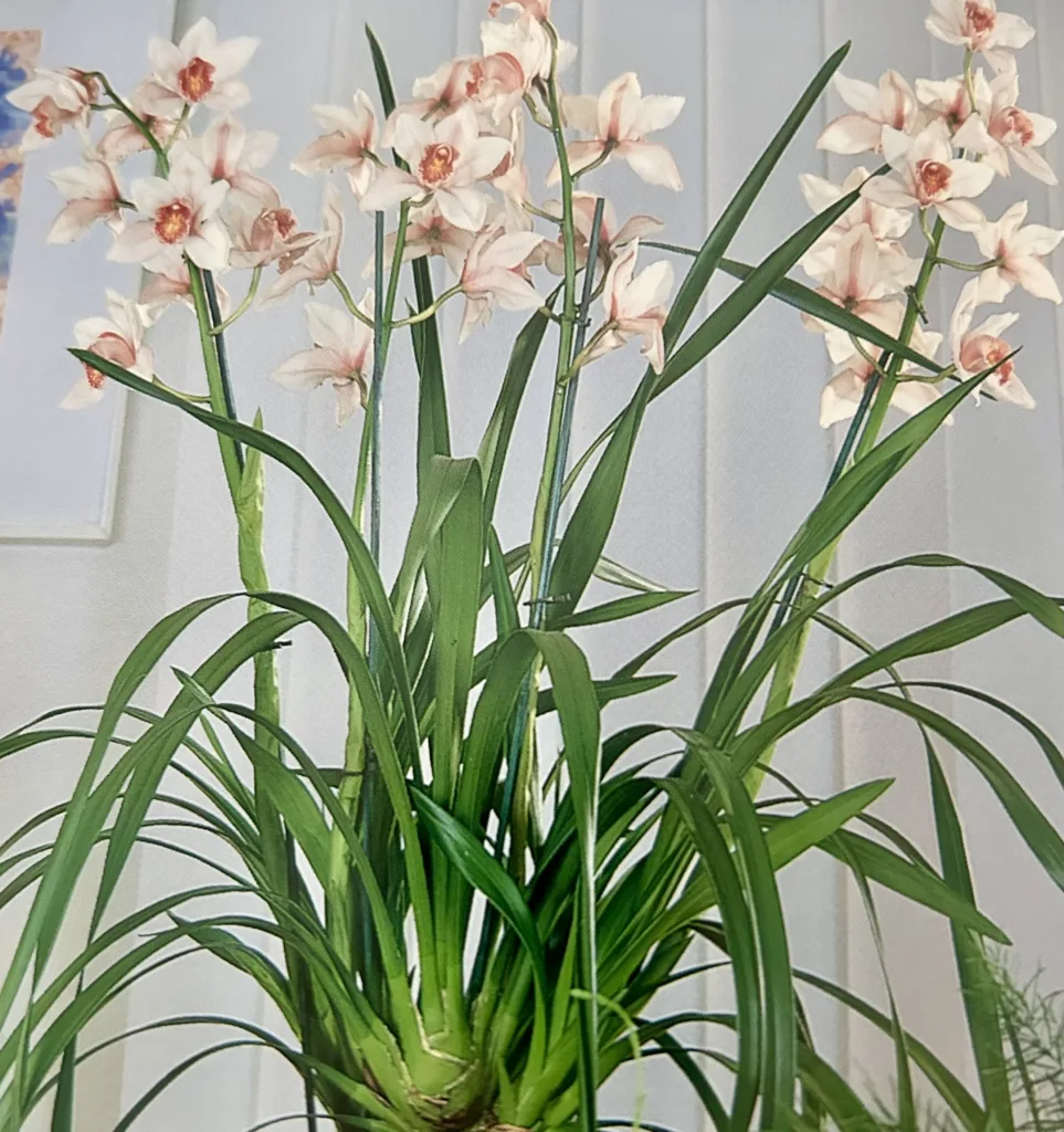 how to grow cymbidium orchids
