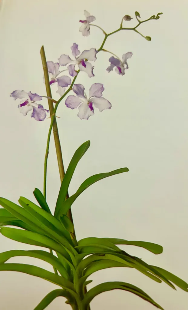 Major types of orchids