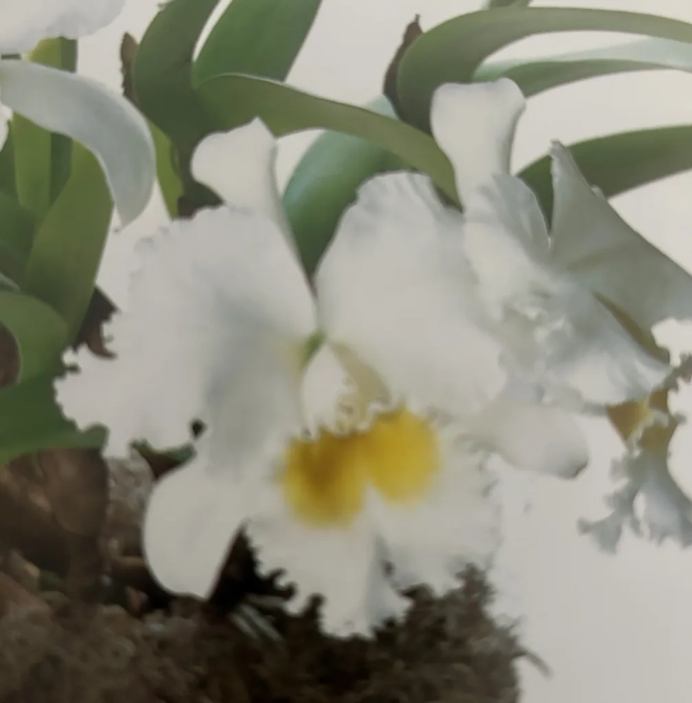 major types of orchids