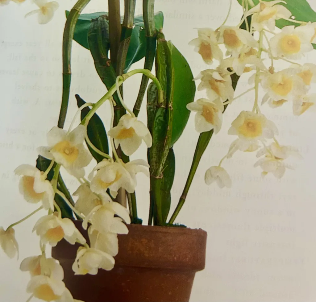major types of orchids
