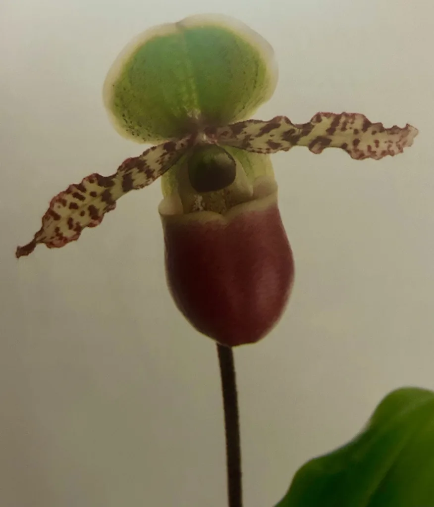 major types of orchids