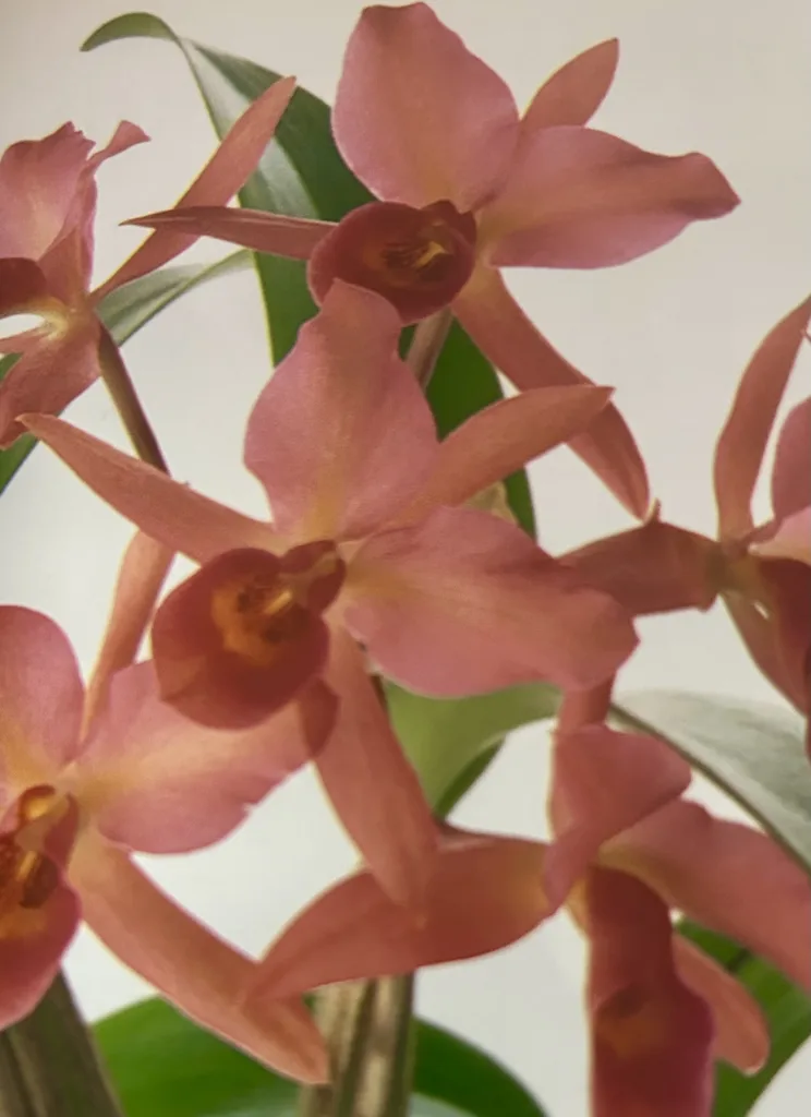 how to grow and care for cattleya orchids