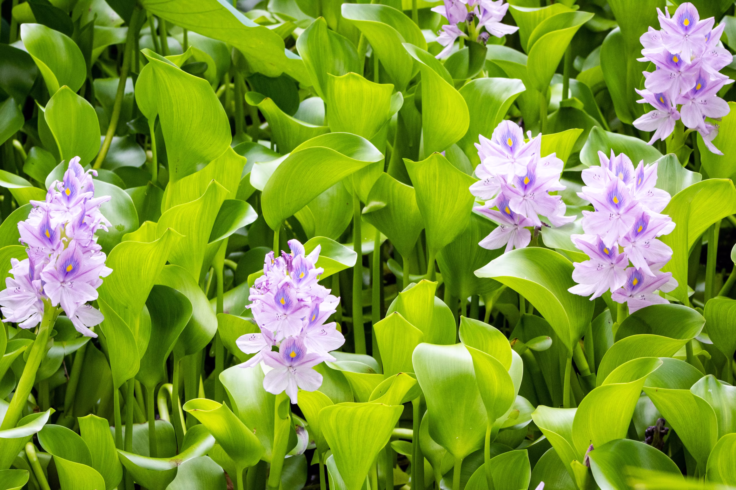 Water hyacinth how to grow