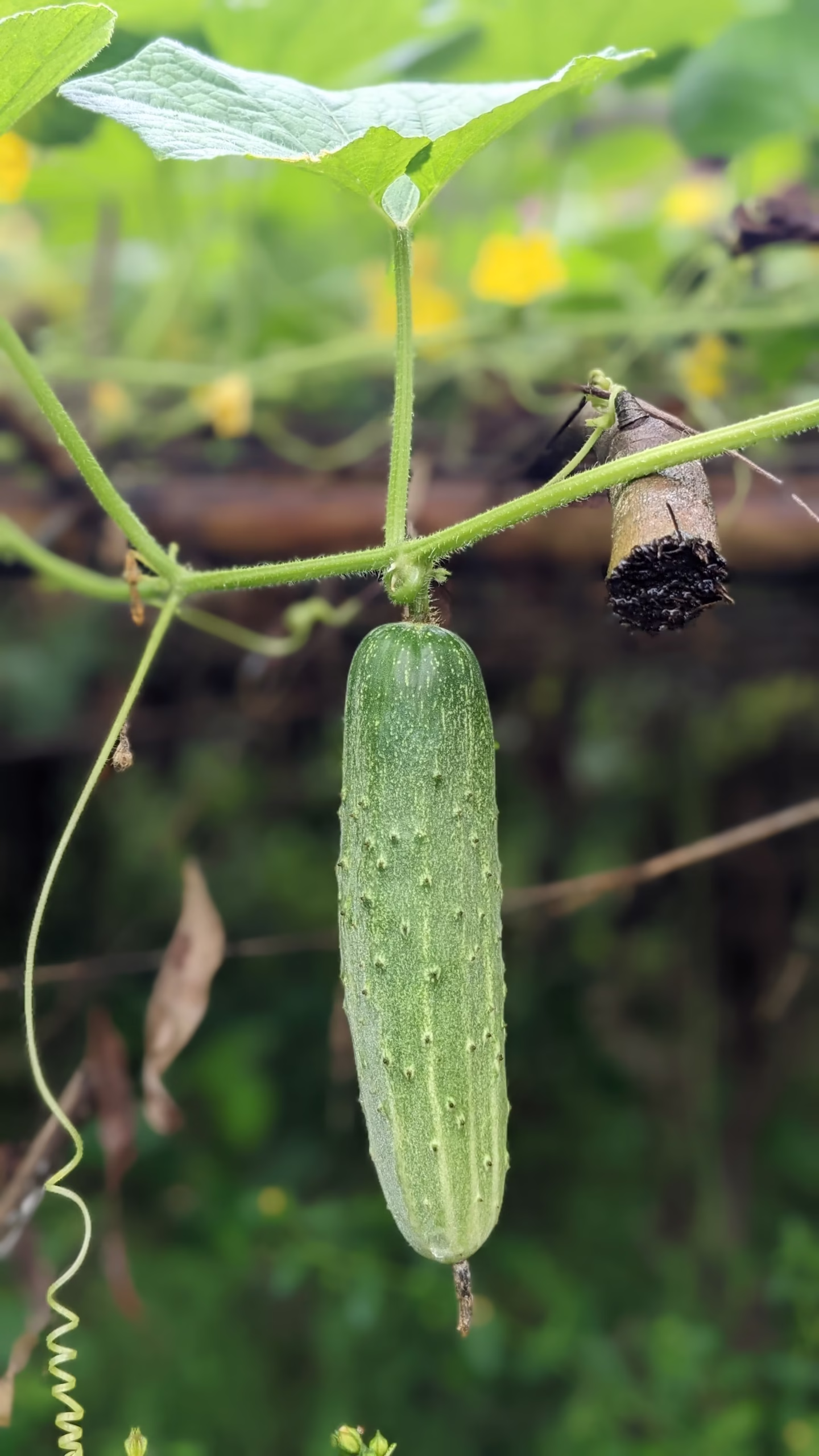 How to Grow cucumbers Vertically