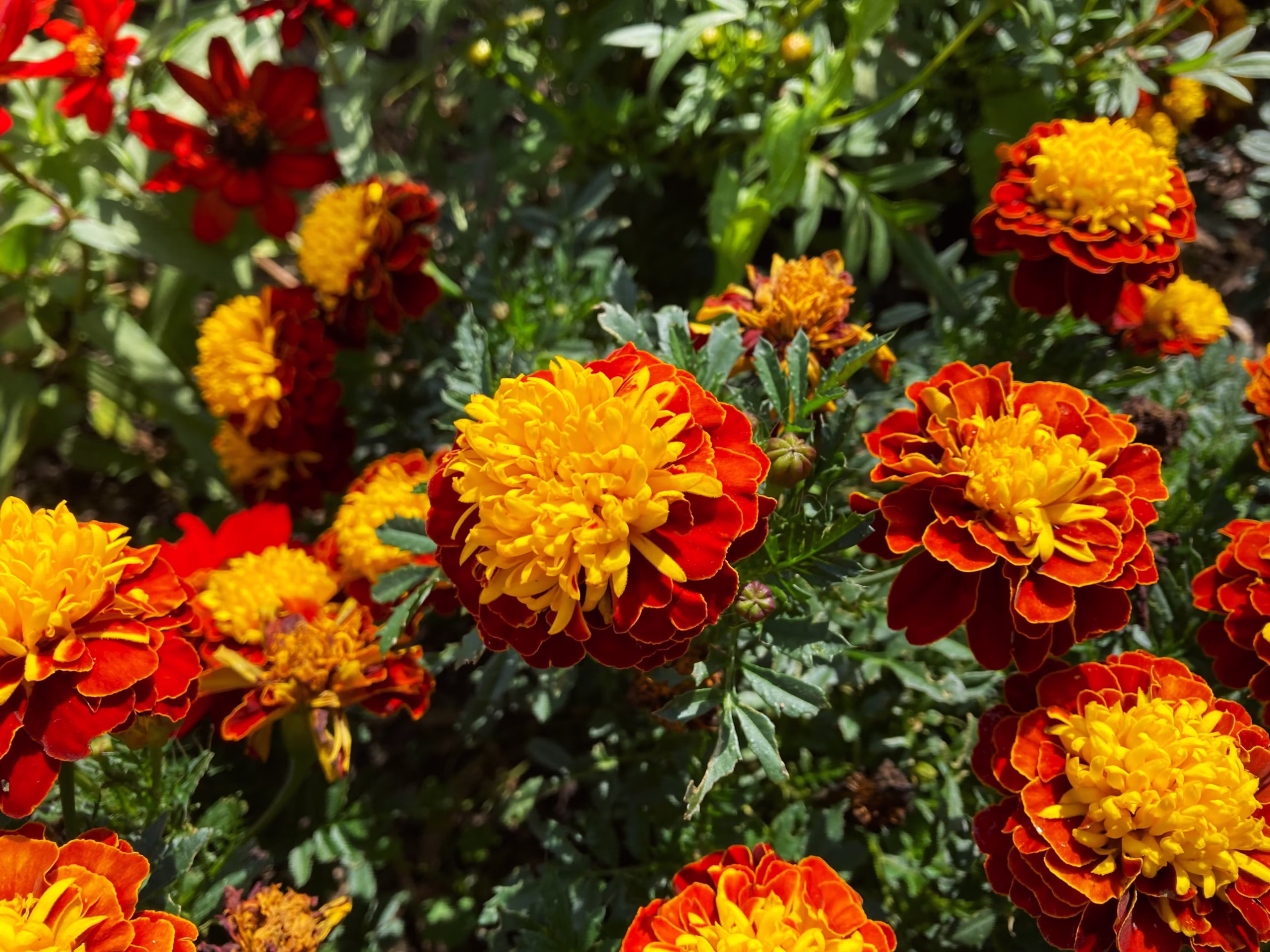 how to grow marigolds
