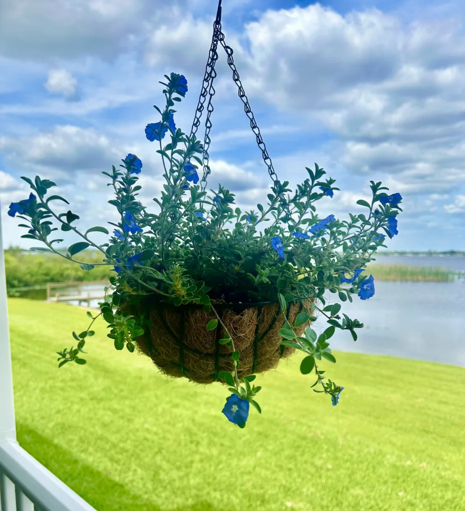 how to grow blue daze